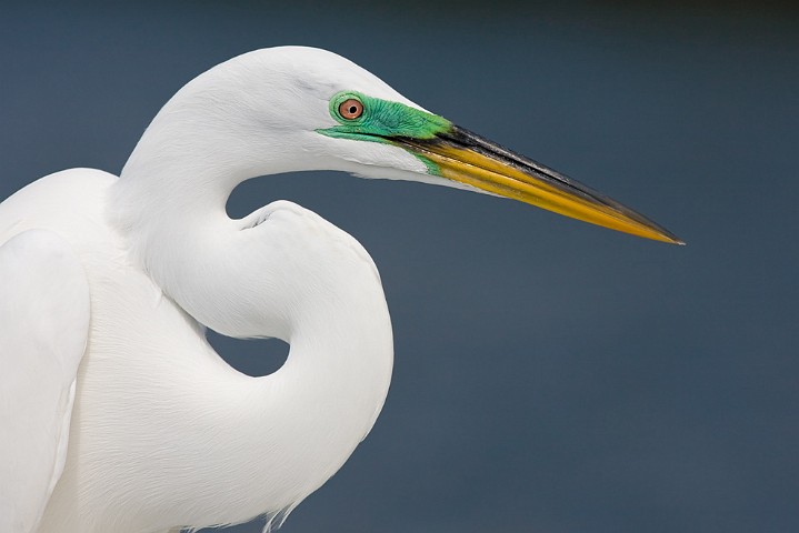 Schmuckreiher Egretta thula Snowy Egret